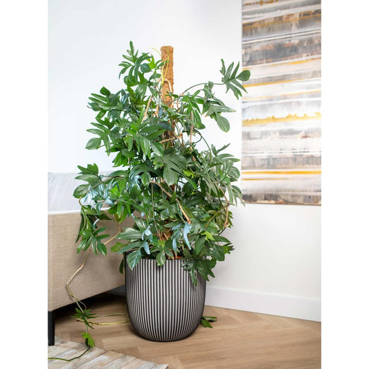 Plantekasse Groove 35x34 cm antrasitt